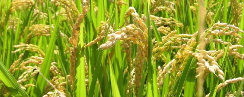 花香优717水稻种子特点，每亩施纯氮15千克