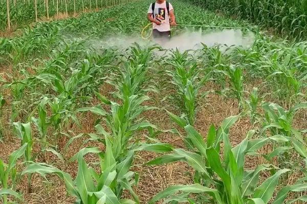 辽禾308玉米种子特点，3月上中旬播种育苗为宜