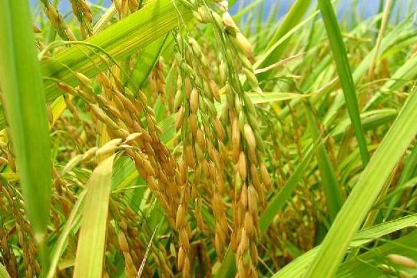 吉优8号水稻种简介，全生育期早稻119.5天