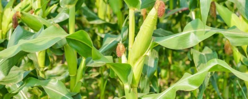 友禾玉207（区试名称：cy207）玉米品种简介，加强病虫害防治