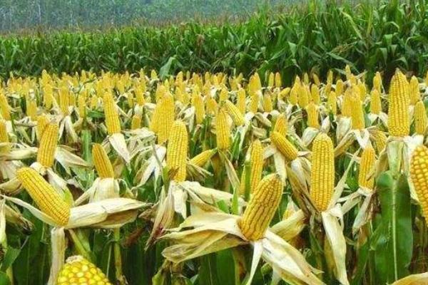 DG8341玉米种简介，种植密度每亩6000株