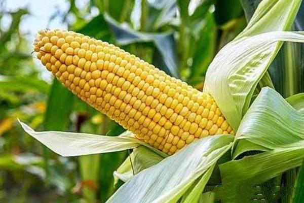 先玉1225玉米品种的特性，生育期135天