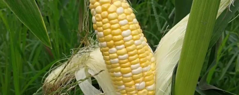 先玉1225玉米品种的特性，生育期135天