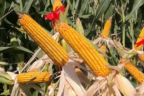 锦华202玉米种简介，亩种植密度4500株左右