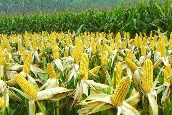 锦华202玉米种简介，亩种植密度4500株左右