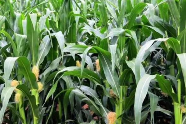 三力2178玉米品种简介，3月下旬至4月下旬播种