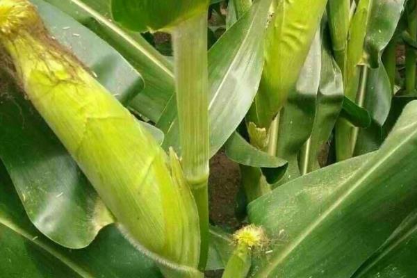 锦绣5218玉米品种的特性，中上等肥力地块种植