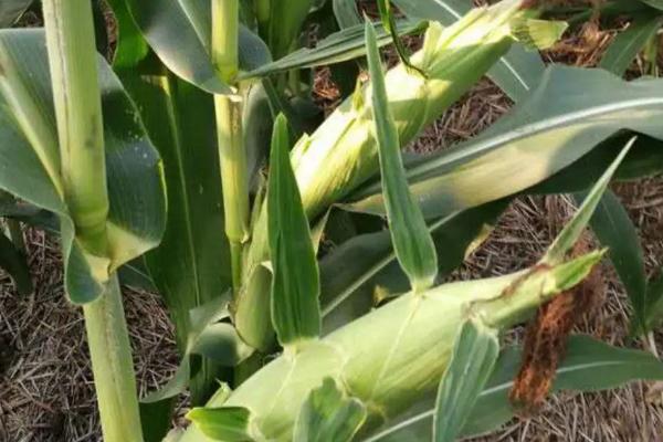 新玉158玉米种简介，夏播5月下旬至6月上中旬播种