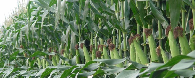新玉158玉米种简介，夏播5月下旬至6月上中旬播种