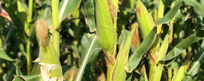 MC786玉米种子介绍，中抗茎腐病