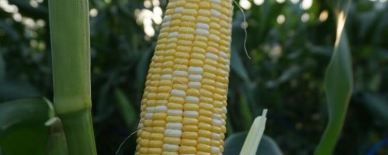 MC278玉米种子介绍，中等肥力以上地块种植