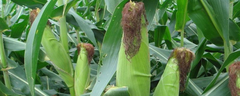 联研16玉米种简介，建议种植密度4500株/亩