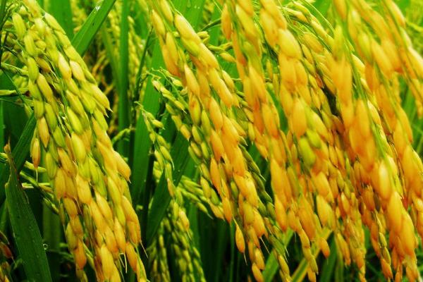 玖两优305水稻品种的特性，每亩有效穗数21.8万穗