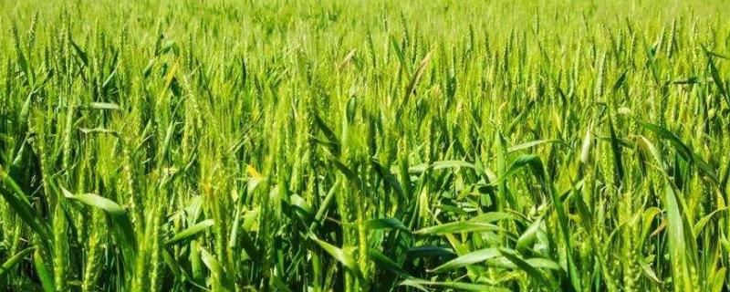 中麦123小麦品种的特性，常规品种