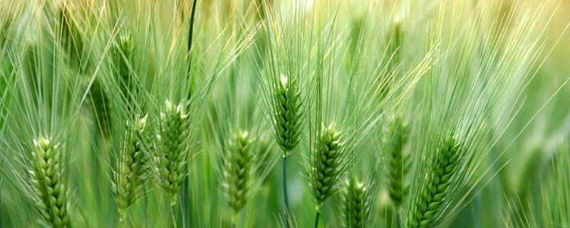 京花12号小麦品种的特性，一般每亩10公斤尿素