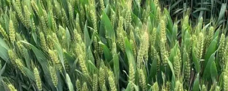 扬辐麦9号小麦种简介，与对照品种扬麦20熟期相当