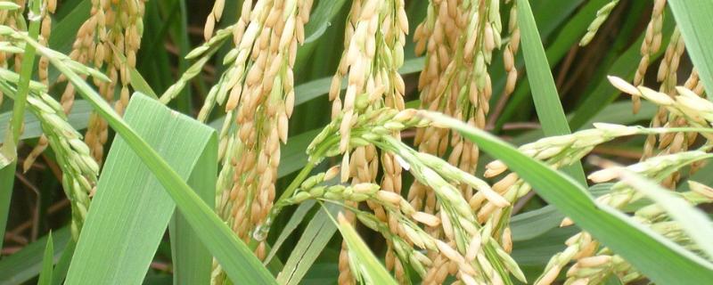菲两优212水稻种简介，每亩有效穗数17.7万穗