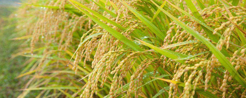 闽两优5466水稻品种简介，籼型两系杂交水稻品种