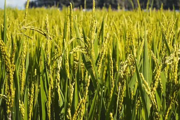 菲两优212水稻种简介，每亩有效穗数17.7万穗