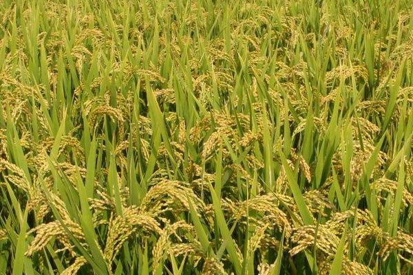 N两优029水稻种子简介，每亩有效穗数17.0万穗