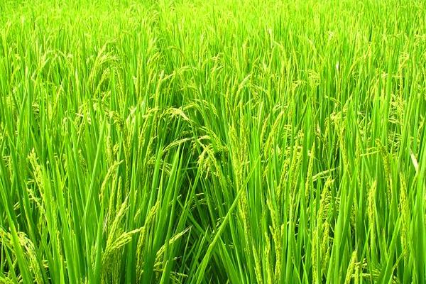 N两优029水稻种子简介，每亩有效穗数17.0万穗
