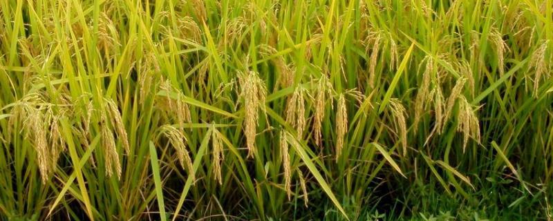 简两优5208水稻种子特征特性，每亩插基本苗6万以上
