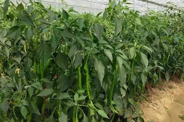 冬天可以种植菜椒吗，控制好生长温度冬天也可种植