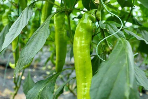 冬天可以种植菜椒吗，控制好生长温度冬天也可种植