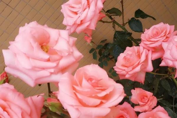 粉色黛安娜的花语，寓意你是我的唯一、爱心关怀等