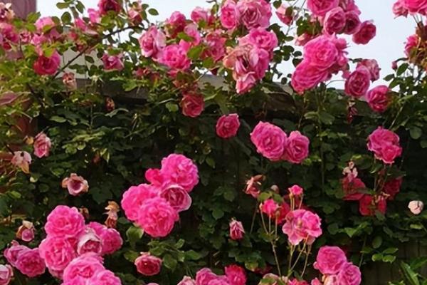 粉色黛安娜的花语，寓意你是我的唯一、爱心关怀等
