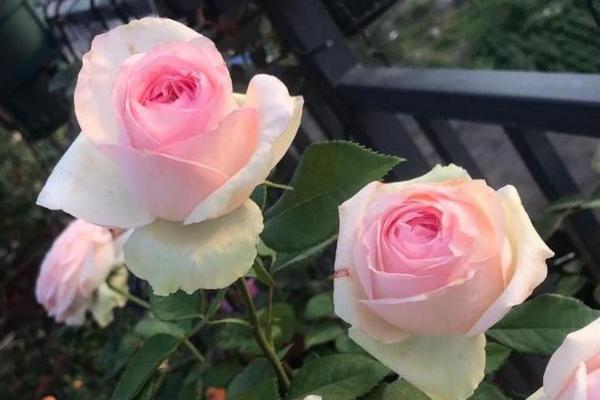 粉色黛安娜的花语，寓意你是我的唯一、爱心关怀等