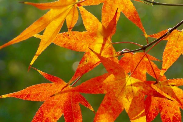 鸡爪槭的变红方法，可将控制温度在10-15℃之间