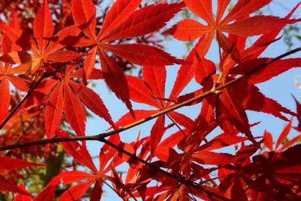 鸡爪槭的变红方法，可将控制温度在10-15℃之间