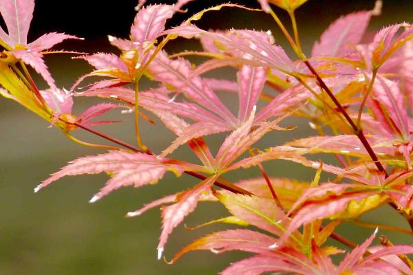 鸡爪槭的变红方法，可将控制温度在10-15℃之间
