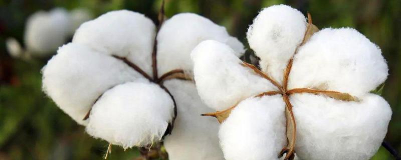 思福棉1号棉花种子介绍，营养钵育苗四月上旬播种