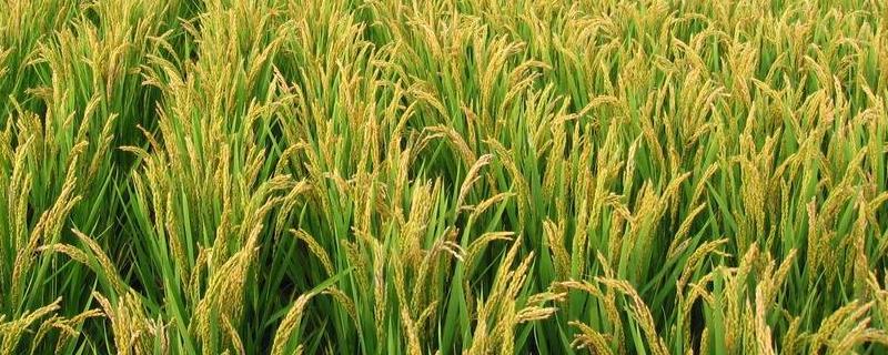 两优H108水稻品种的特性，每亩有效穗数14.5万