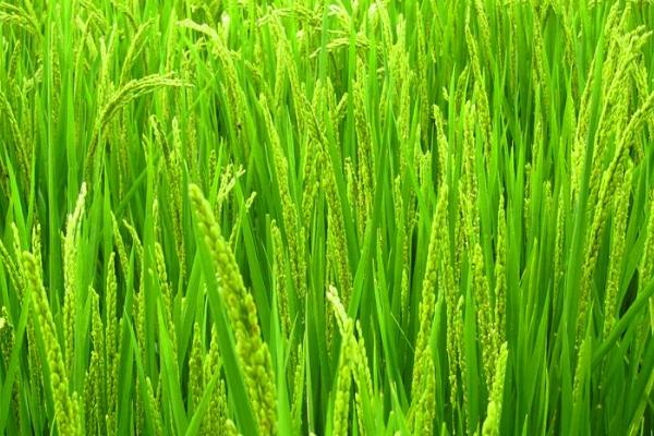 新泰优丝占水稻种简介，全生育期118.1天
