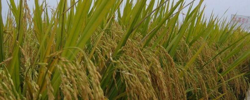 扬两优228水稻品种简介，每亩有效穗数15.5万穗
