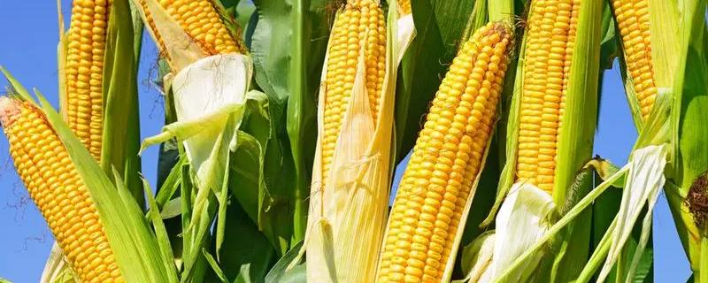 潞玉1403玉米品种的特性，适宜播期4月下旬至5月上旬