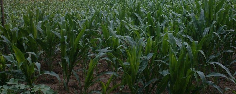 蠡玉8号玉米品种的特性，该品种为高蛋白玉米品种