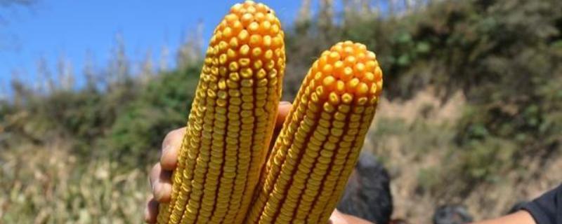 凌禾6459玉米种子简介，高抗茎腐病