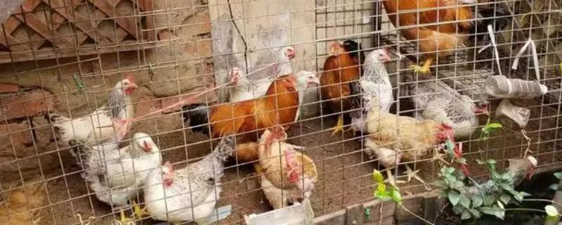 阳台养鸡如何避免出现臭味，将木炭渣放入鸡笼中可以除臭