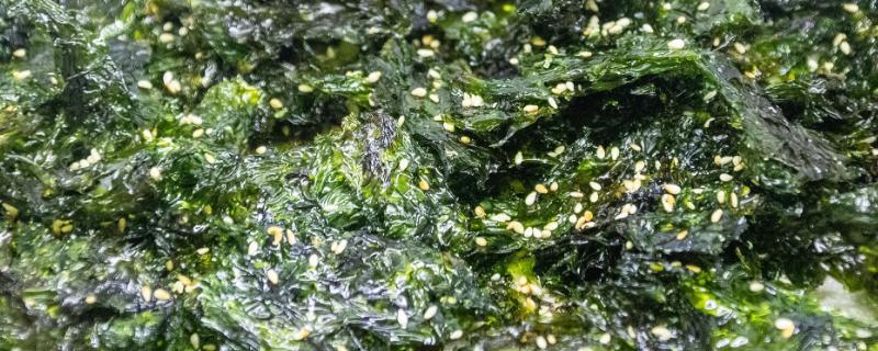 海苔是不是紫菜，海苔都是紫菜