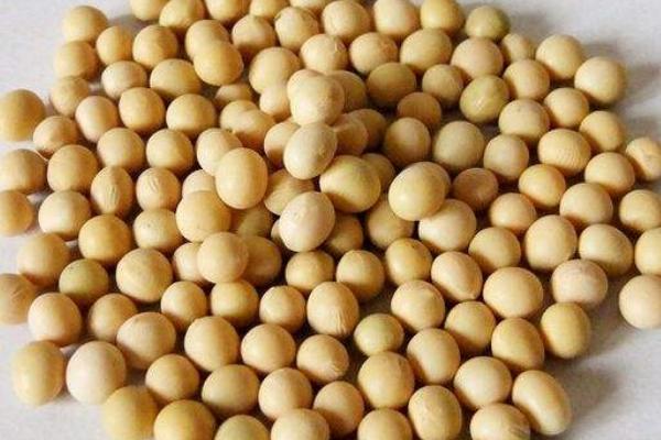 辽豆49大豆种子简介，注意防治病虫害