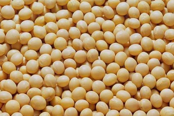 南农48大豆种子特征特性，淮南中熟夏大豆品种