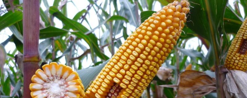 先甜90号玉米种子特点，鲜食甜杂交玉米品种