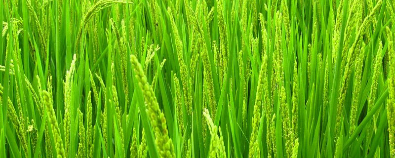 广优688水稻品种的特性，插植密度20厘米×23厘米