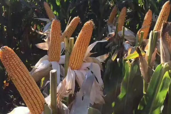 泛玉98玉米种子介绍，防治玉米螟虫