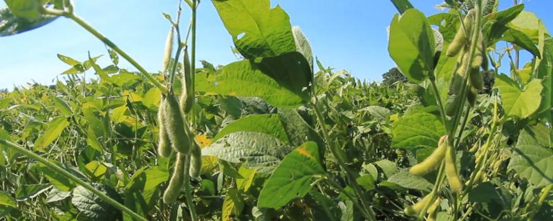 中黄301大豆种子特征特性，花荚期及时防治虫害