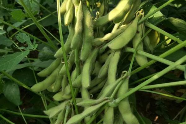中黄301大豆种子特征特性，花荚期及时防治虫害